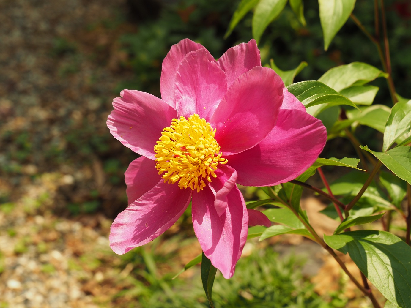 花の候13…シャクヤク(芍薬)