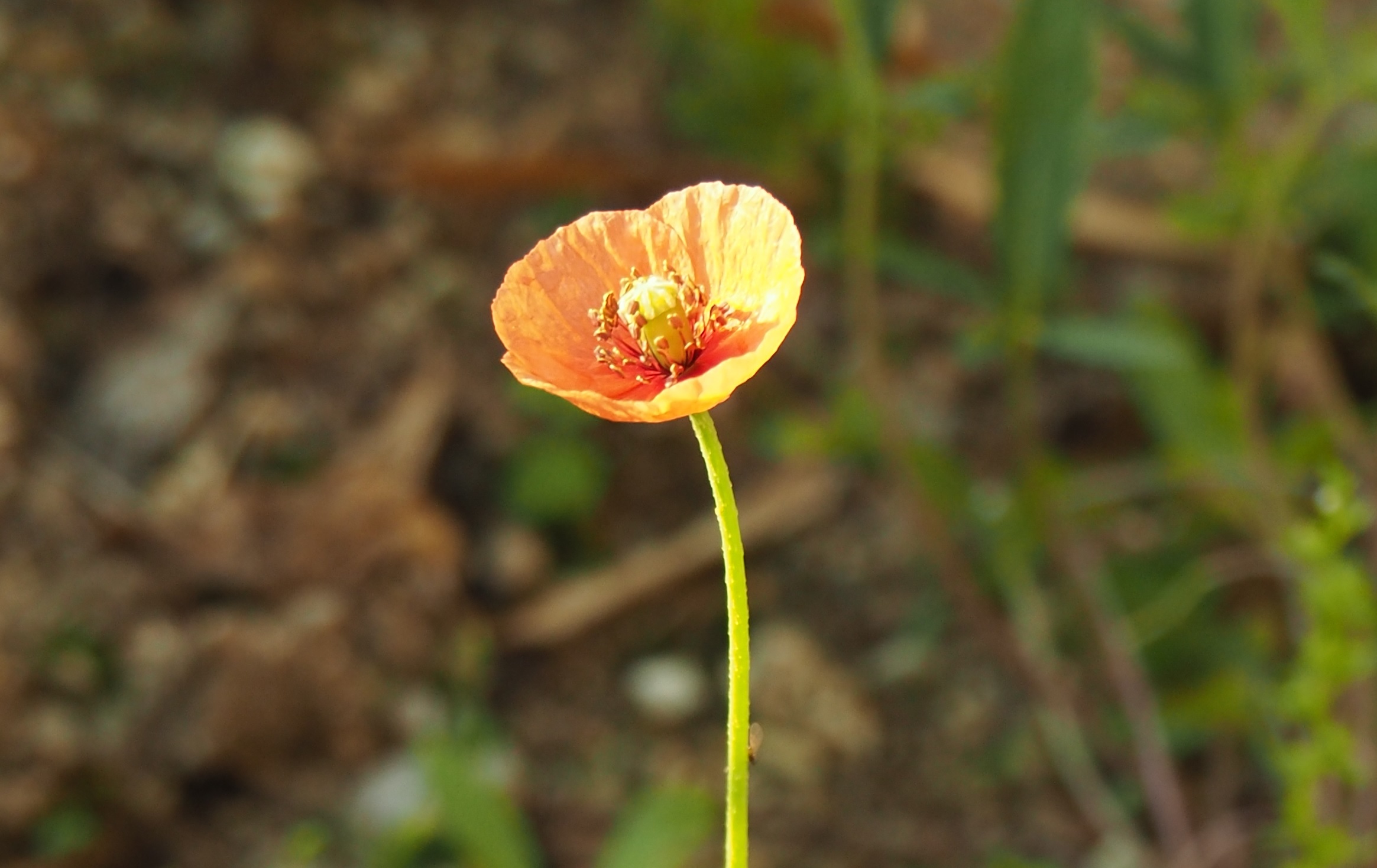 花の候12…ヒナゲシ(雛罌粟)
