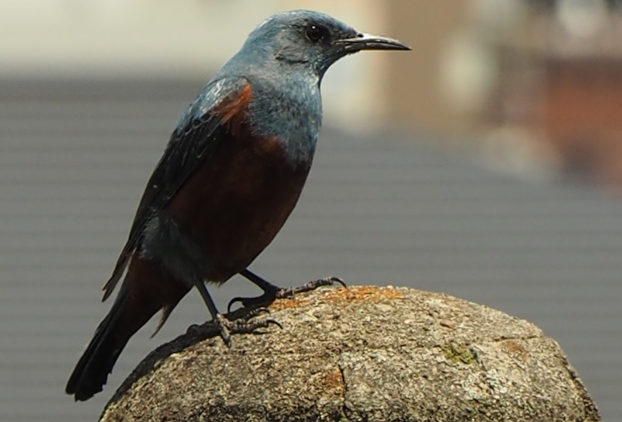 野鳥ですか1…イソヒヨドリ