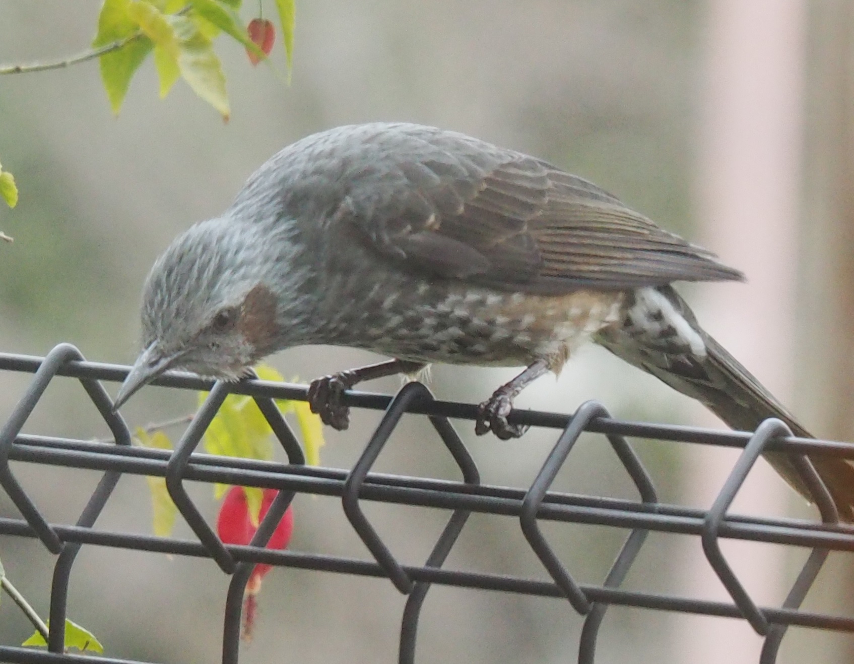 野鳥ですか3…ヒヨドリ