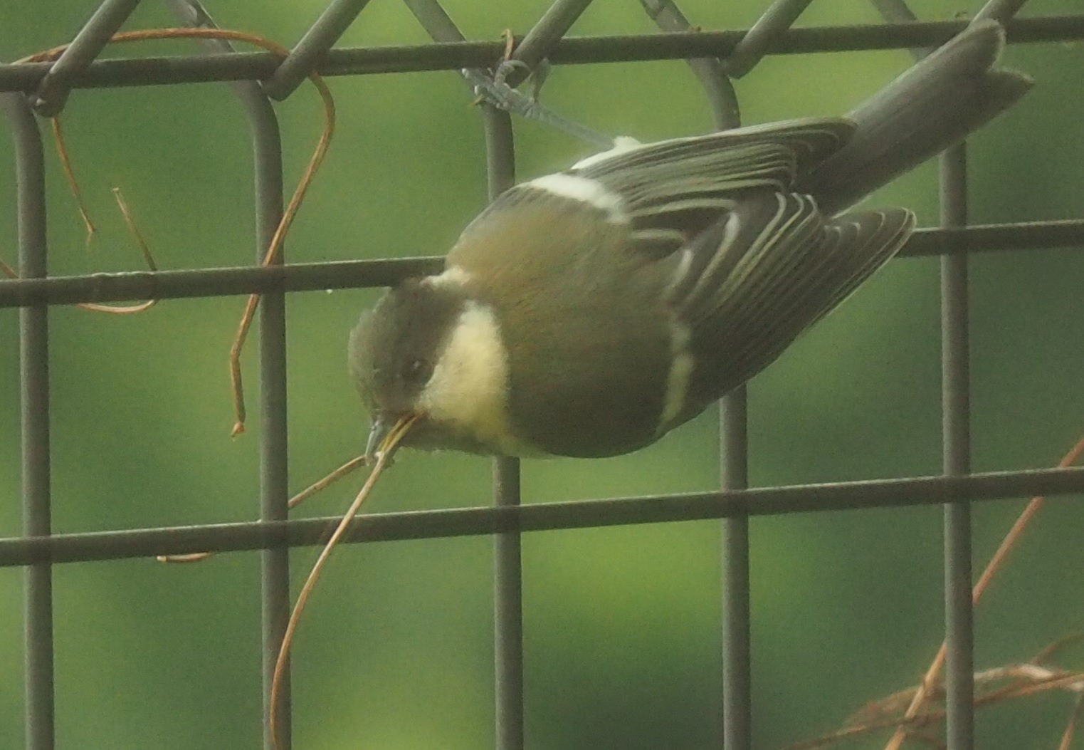 野鳥ですか5…シジュウカラ
