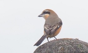 野鳥ですか6…モズ(オス)