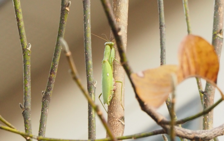 番外編…カマキリ