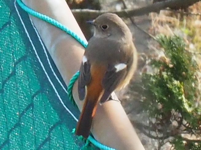 野鳥ですか10…ジョウビタキ(雌)