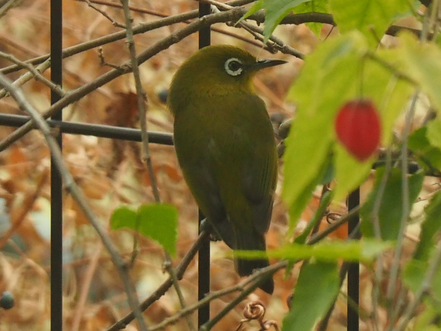 野鳥ですか9…メジロ