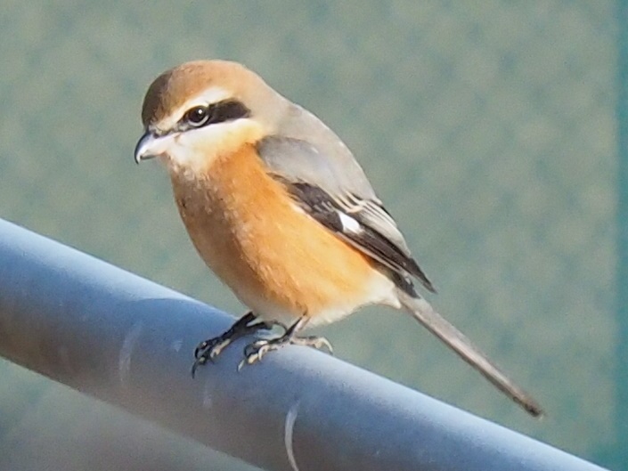 野鳥ですか7…モズ(雄)