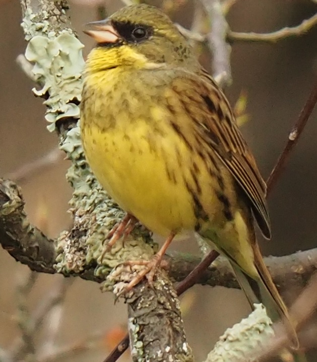 野鳥ですか11…アオジ(2)