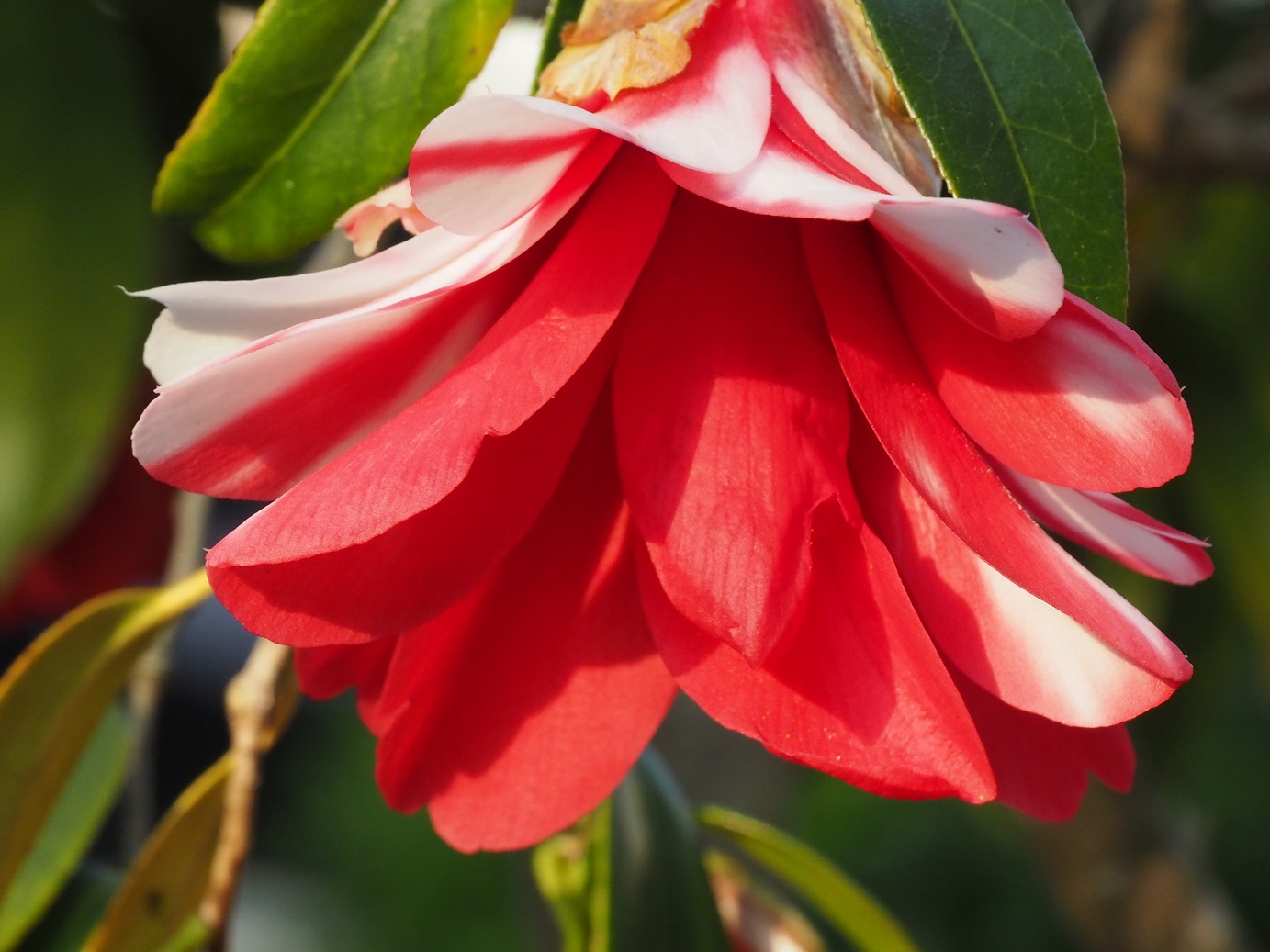 花の候31…孔雀椿