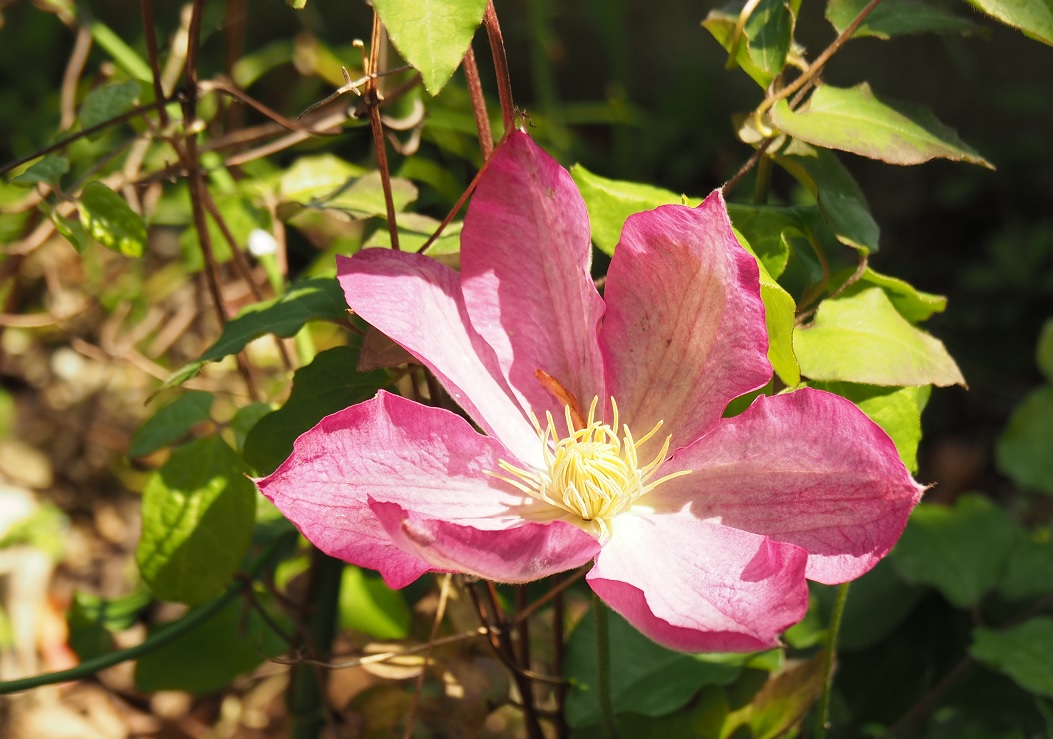 花の候37…クレマチス(2)