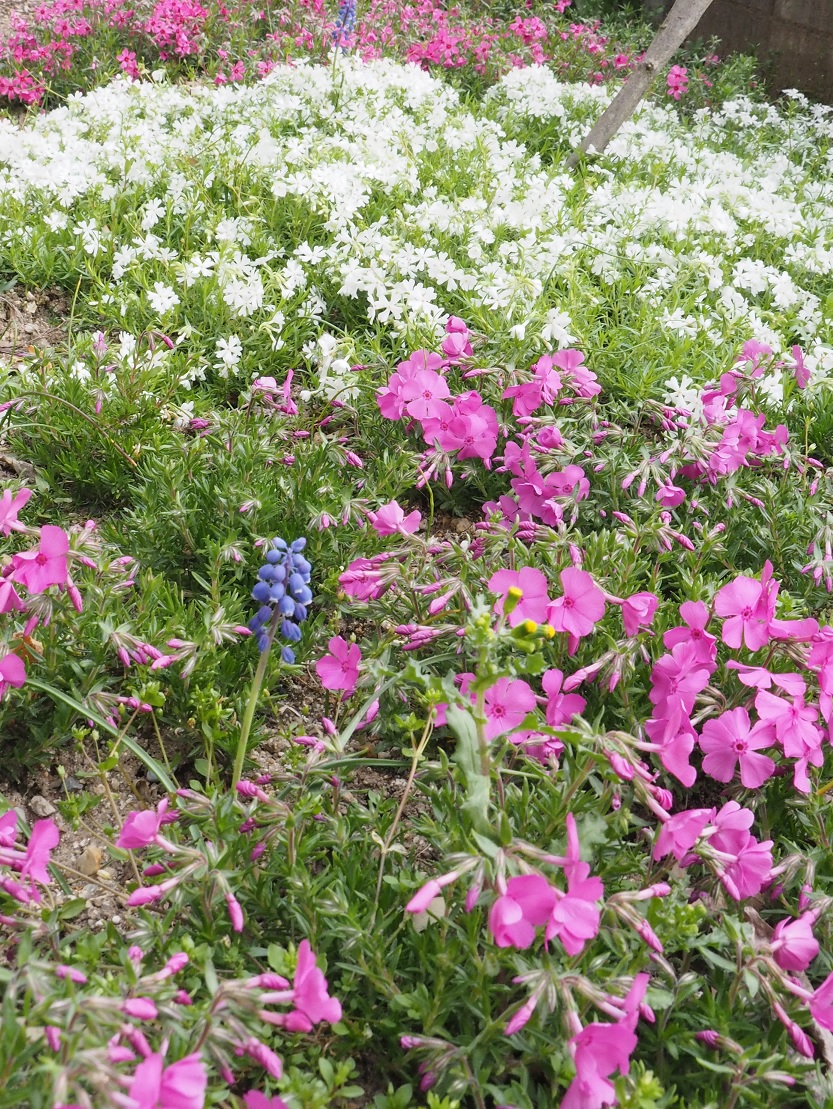 花の候34…芝桜