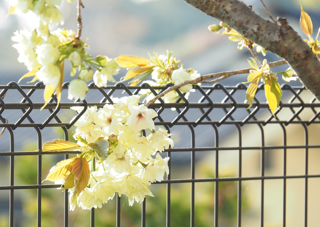 花の候35…鬱金桜