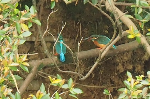 野鳥ですか12…カワセミ