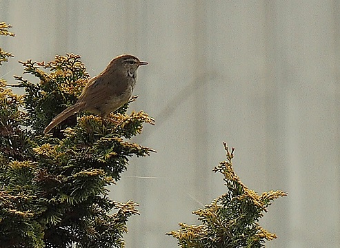 野鳥ですか13…鶯(ウグイス)