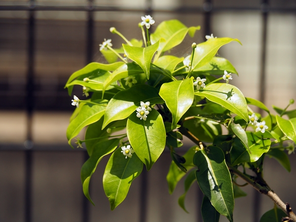 花の候43…ソヨゴ