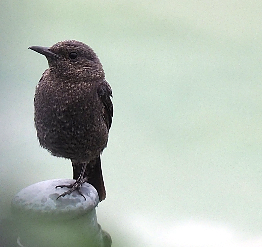 野鳥ですか14…カワガラス？　いやイソヒヨドリ？