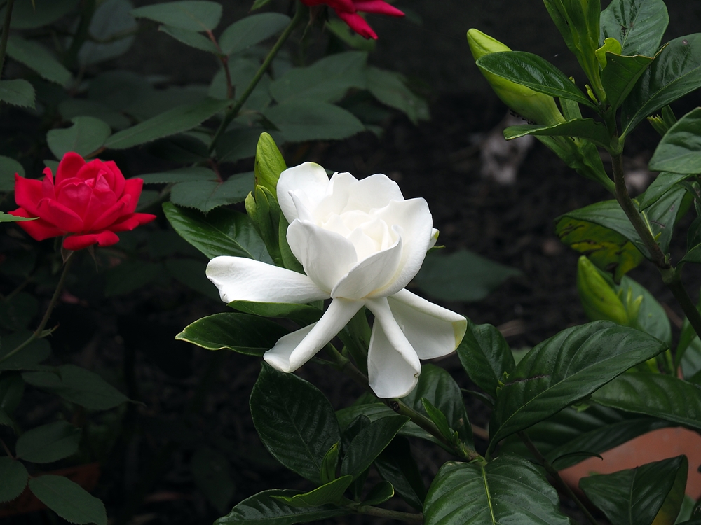 花の候44…クチナシ（山梔子）