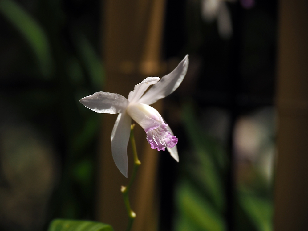 花の候45…シラン